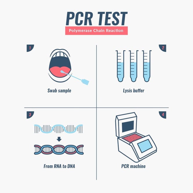 polymerase chain reaction test infographic 23 2148550121 min
