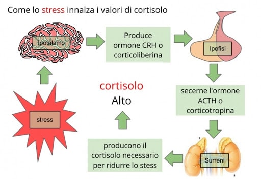 cortisolo